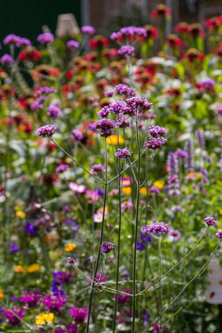 Verbena bonariensis - Patagonian Vervain