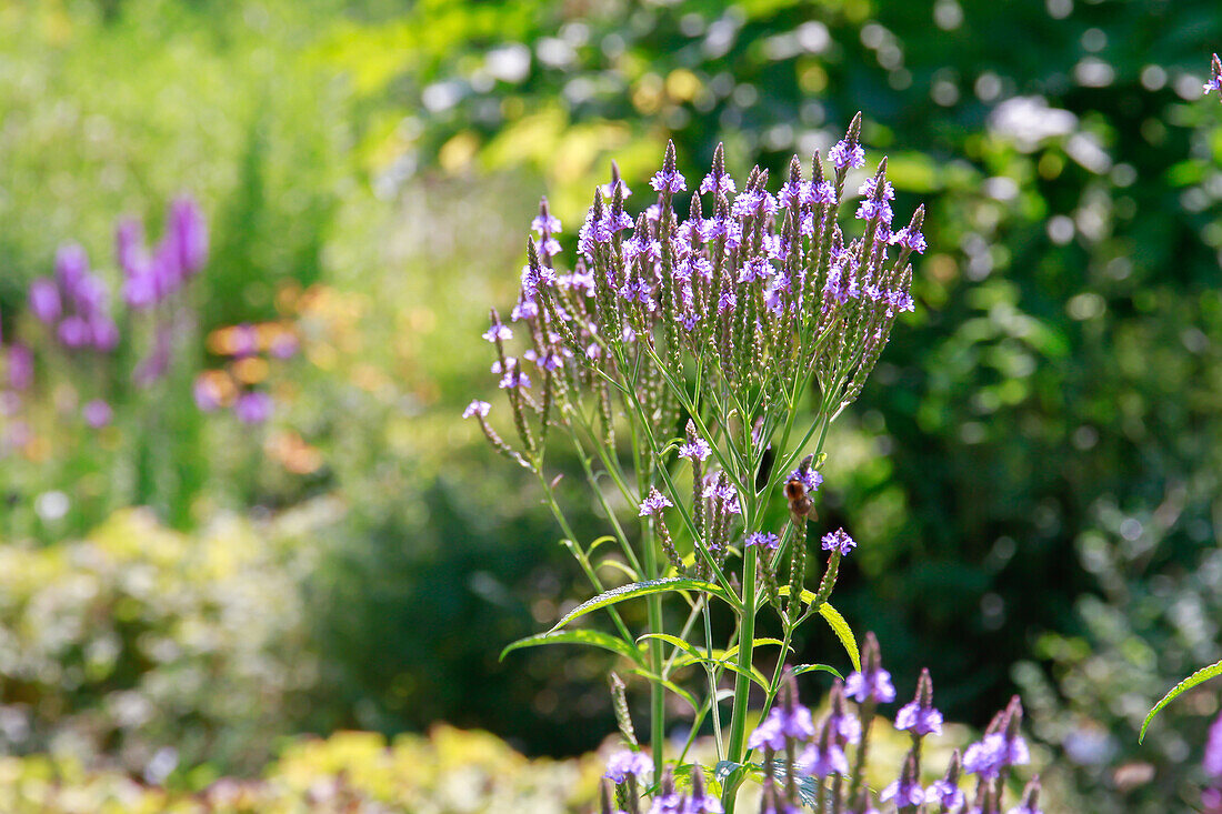 Lanzen-Eisenkraut (Verbena officinalis)