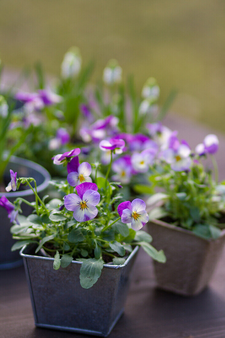 Viola cornuta - horned violet