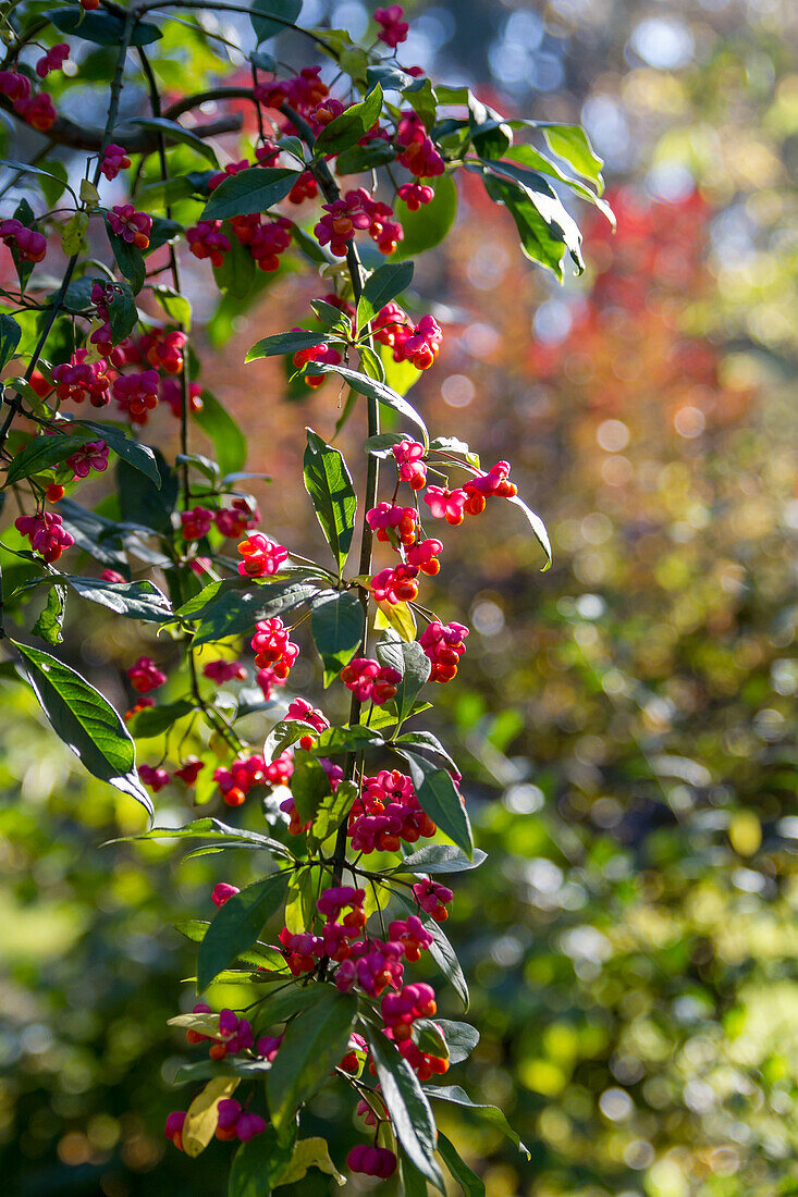 Euonymus planipes - Euonymus