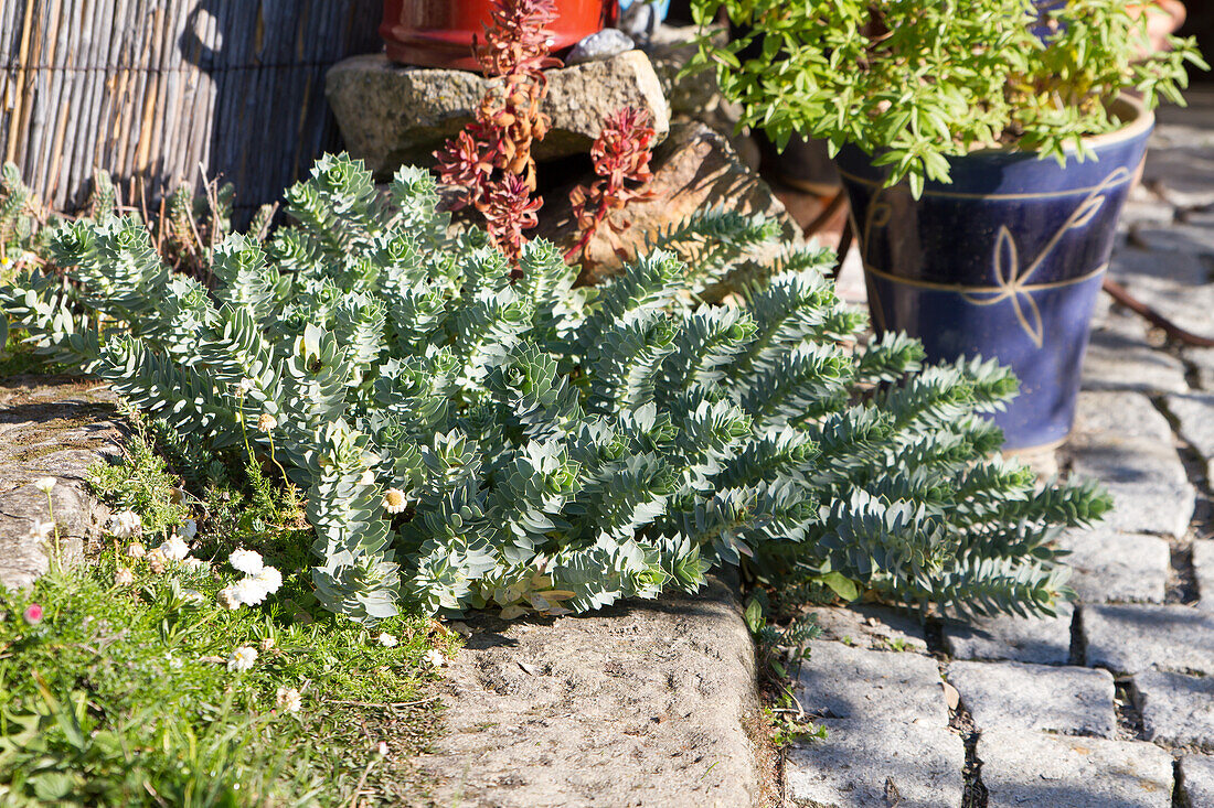 Walzen-Wolfsmilch (Euphorbia myrsinites)