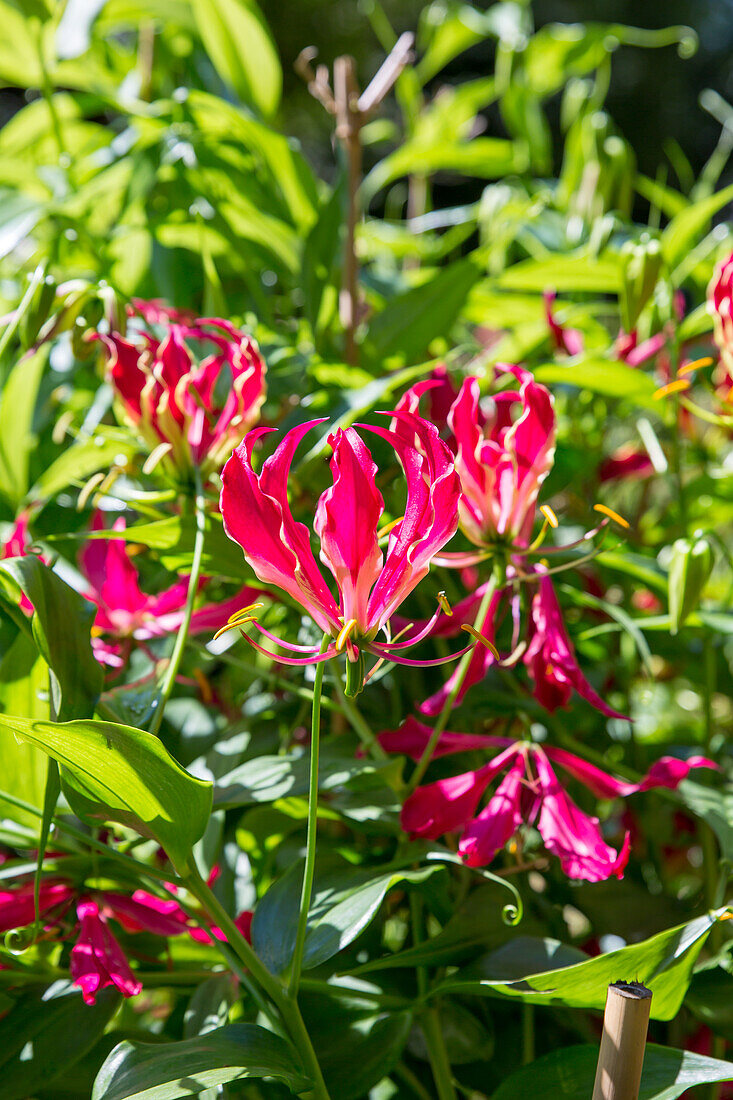 Gloriosa superba Rothschildiana - Crown of Glory