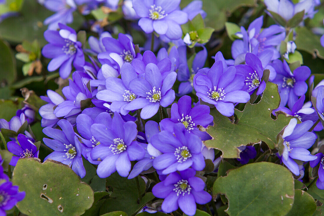 Hepatica nobilis - Hepatica