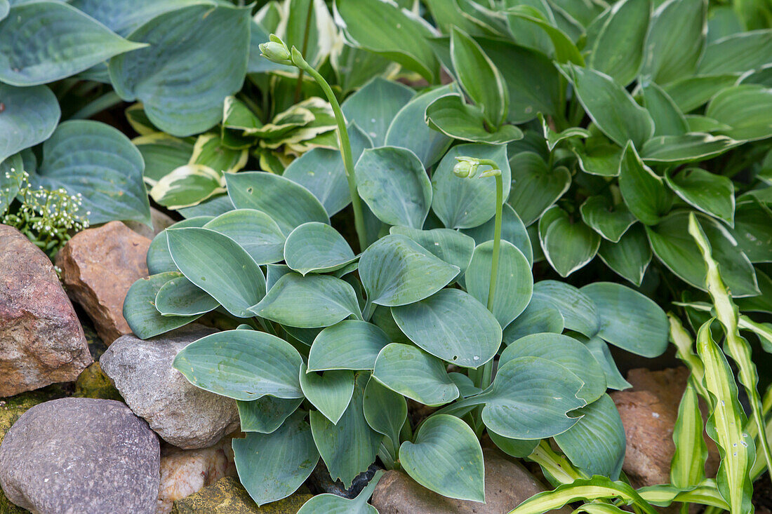 Hosta Blauwichtel - Dwarf Funkie