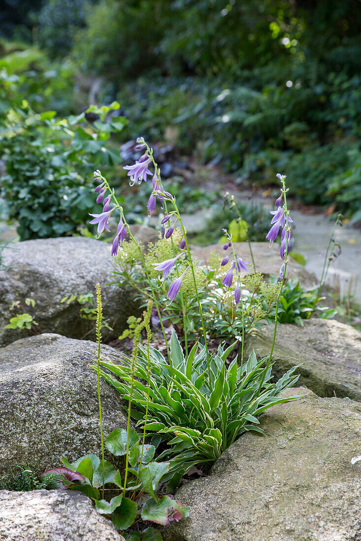 Kaskaden-Funkie (Hosta kikutii) 'Yakusimensis'