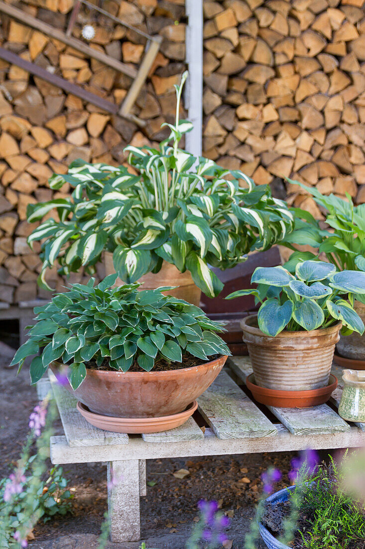 Hosta hostas in a pot