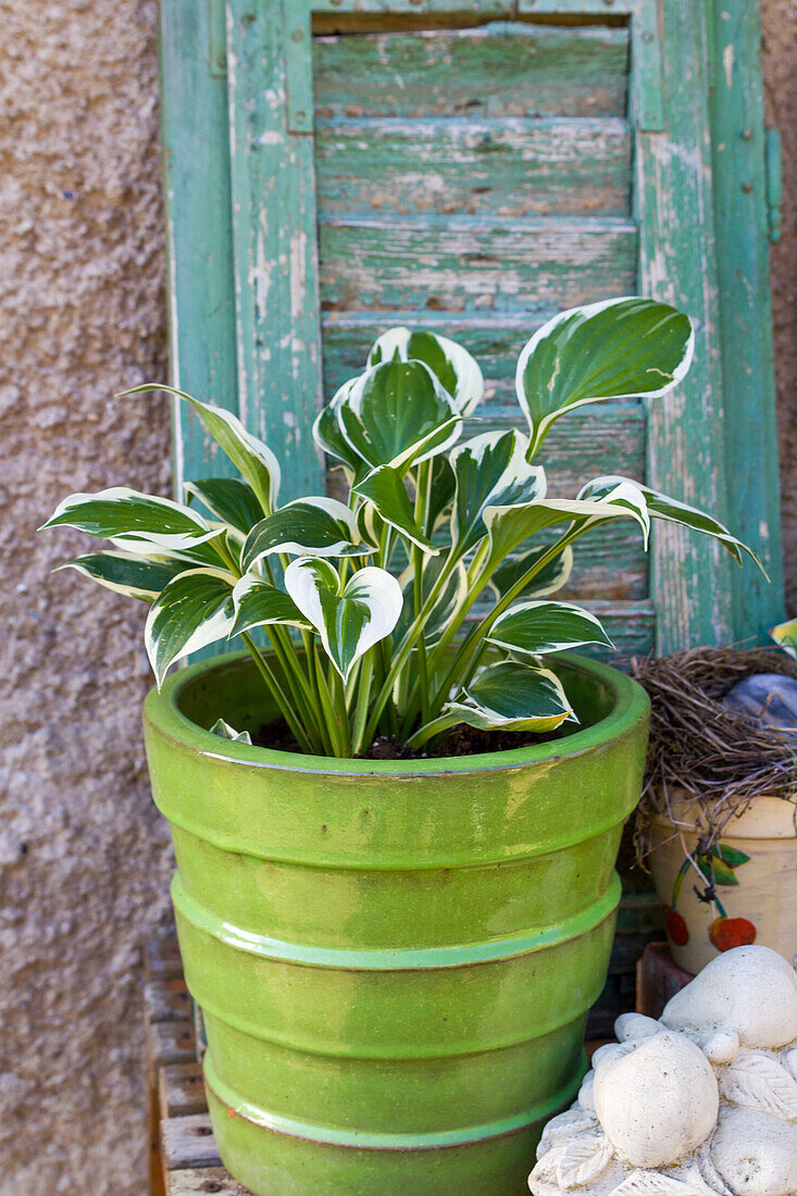 Hosta hostas in a pot