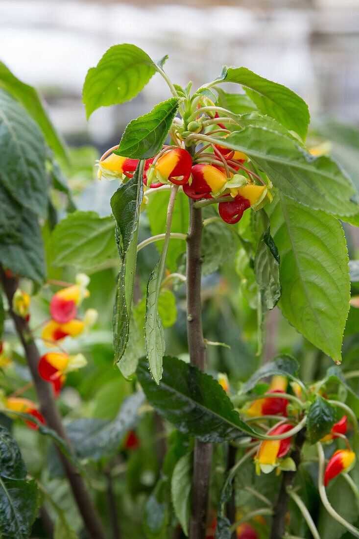 Impatiens niamniamensis - parrot plant