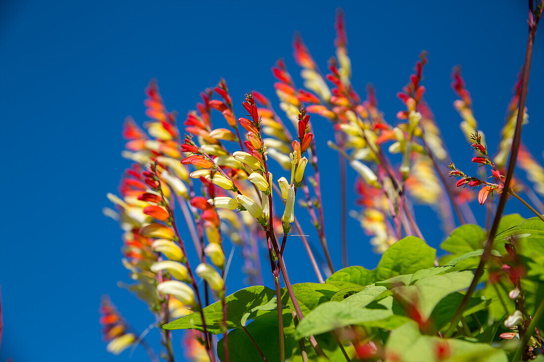 Ipomoea lobata - Mexican morning glory