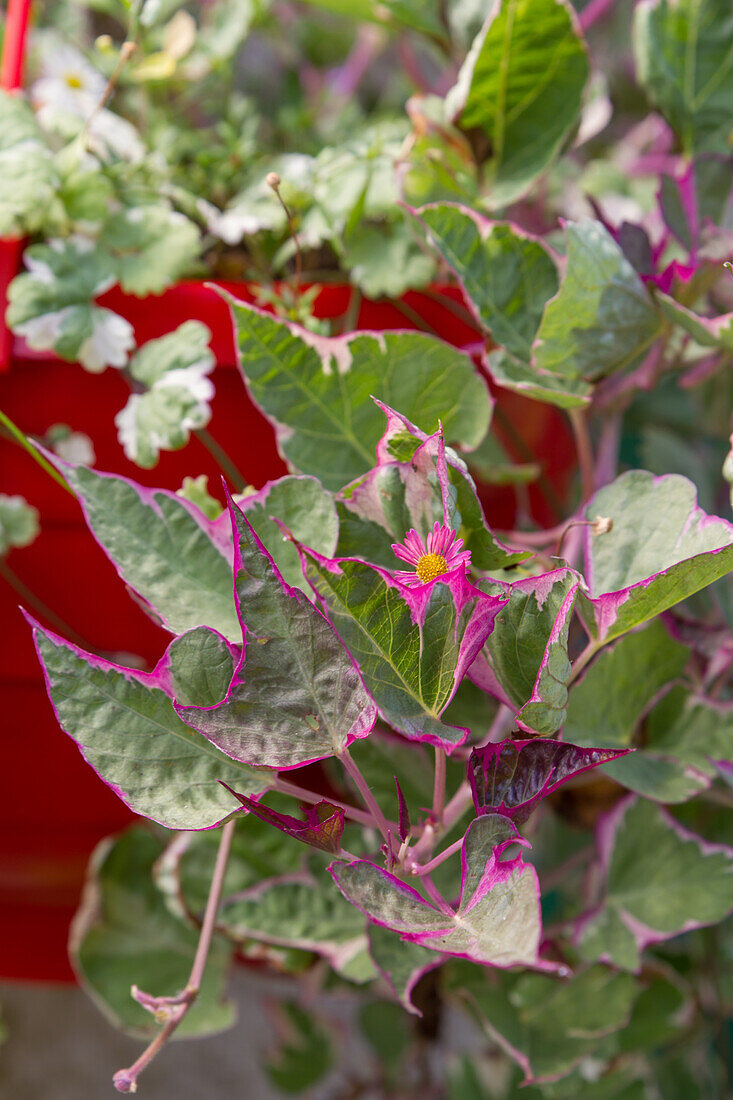 Ipomoea Variegata - Variegated Sweet Potato