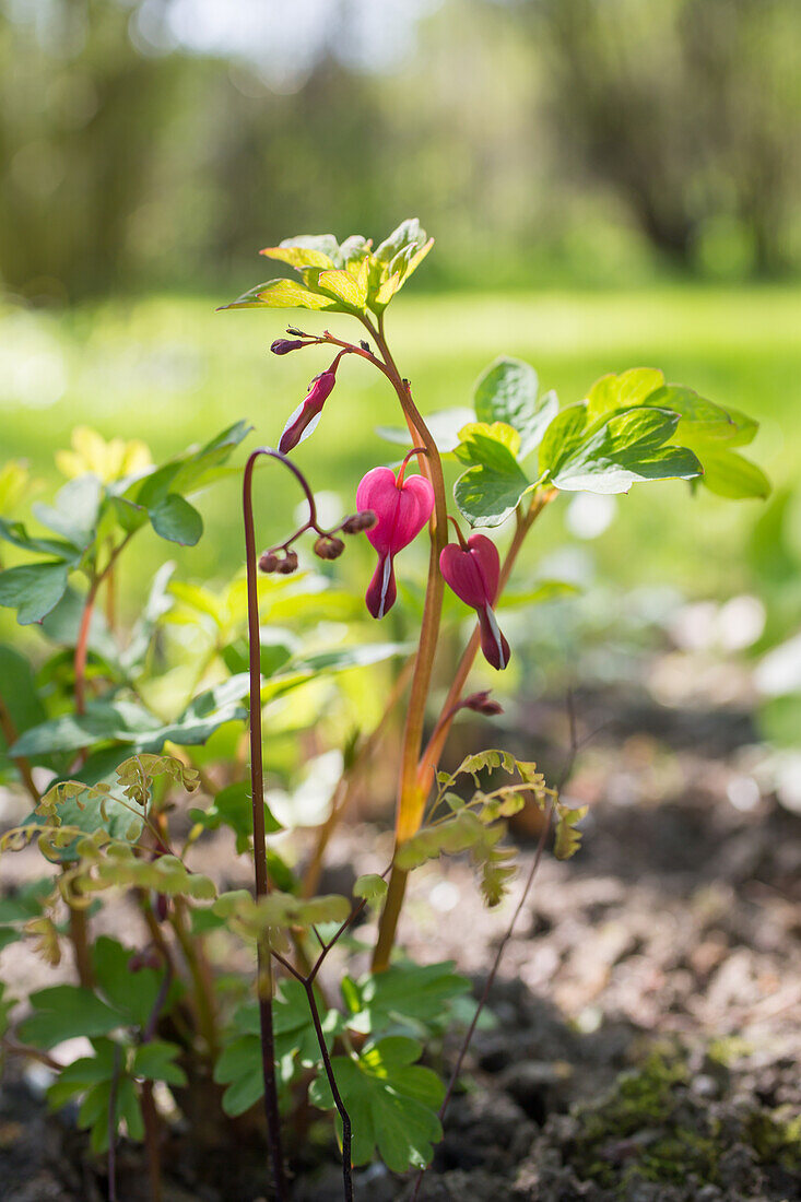 Tränendes Herz (Lamprocapnos spectabilis)