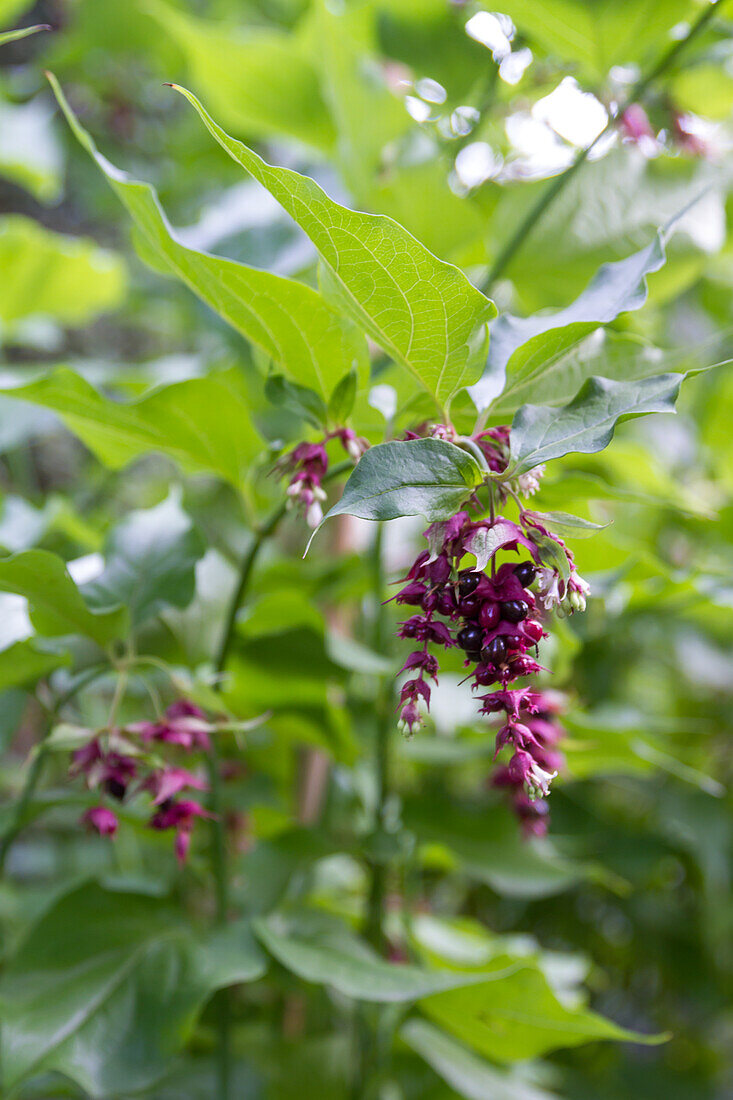 Leycesteria formosa - Leycesteria