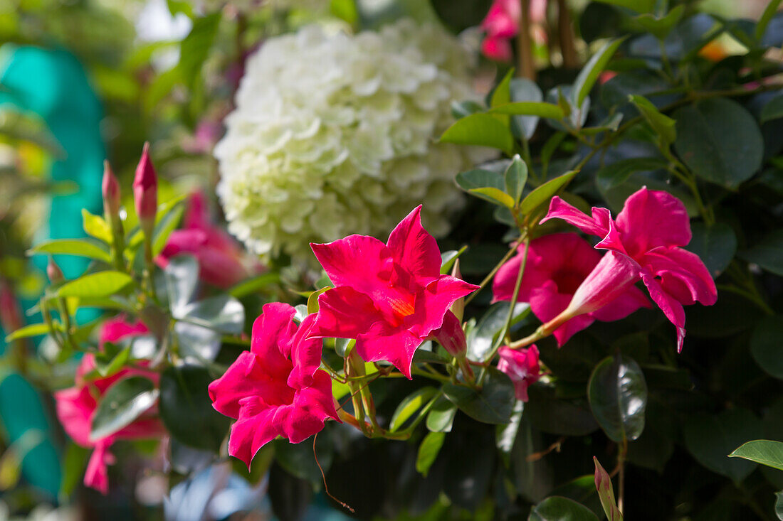 Mandevilla x amabilis - Chilean jasmine