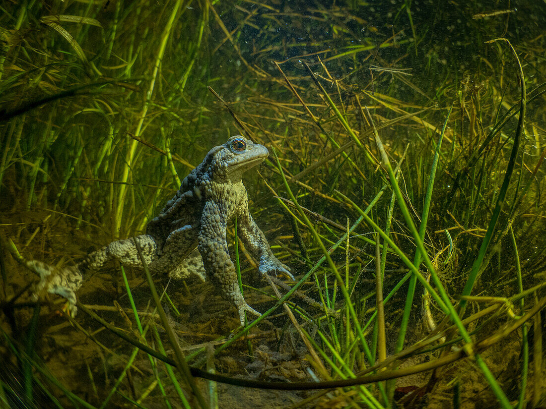 Common toad underwater among grass