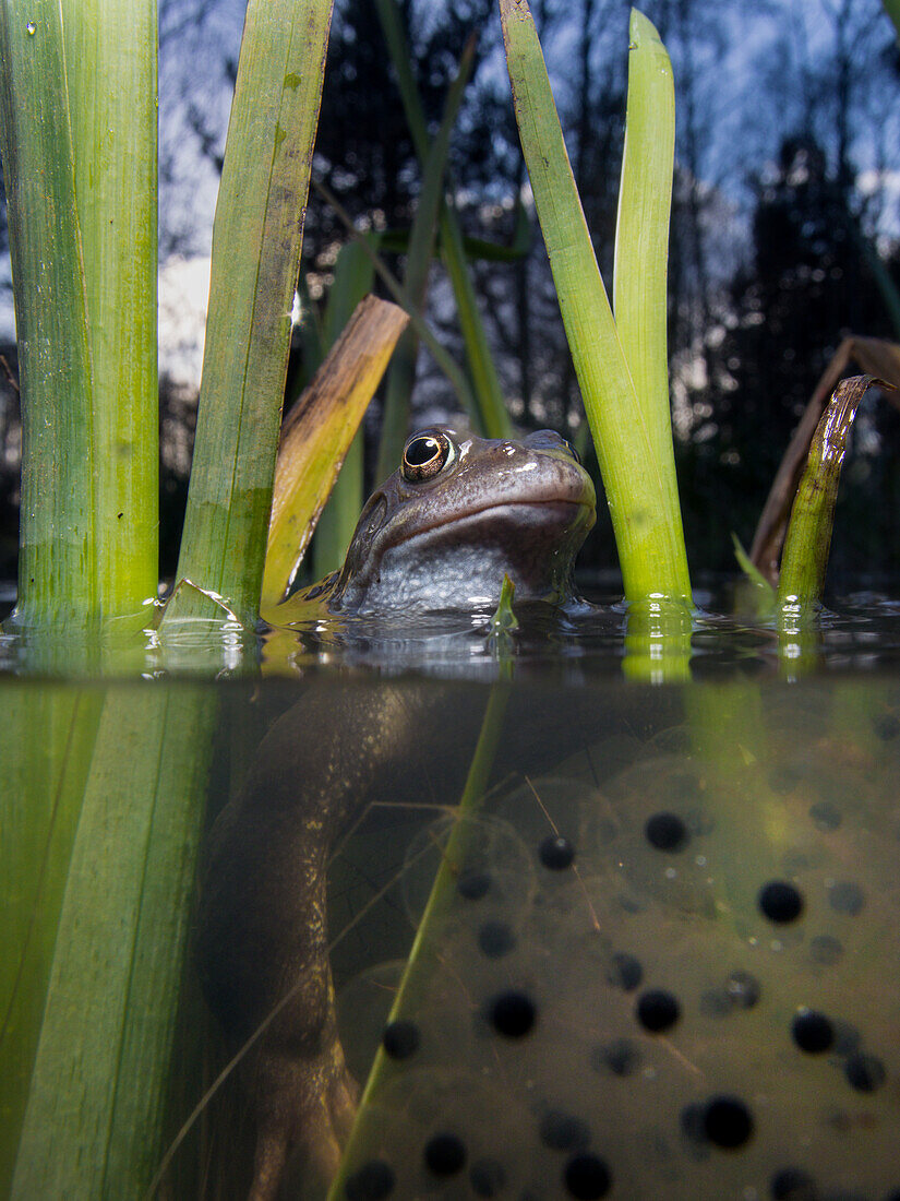 Common frog in the water among frog spawn and reeds