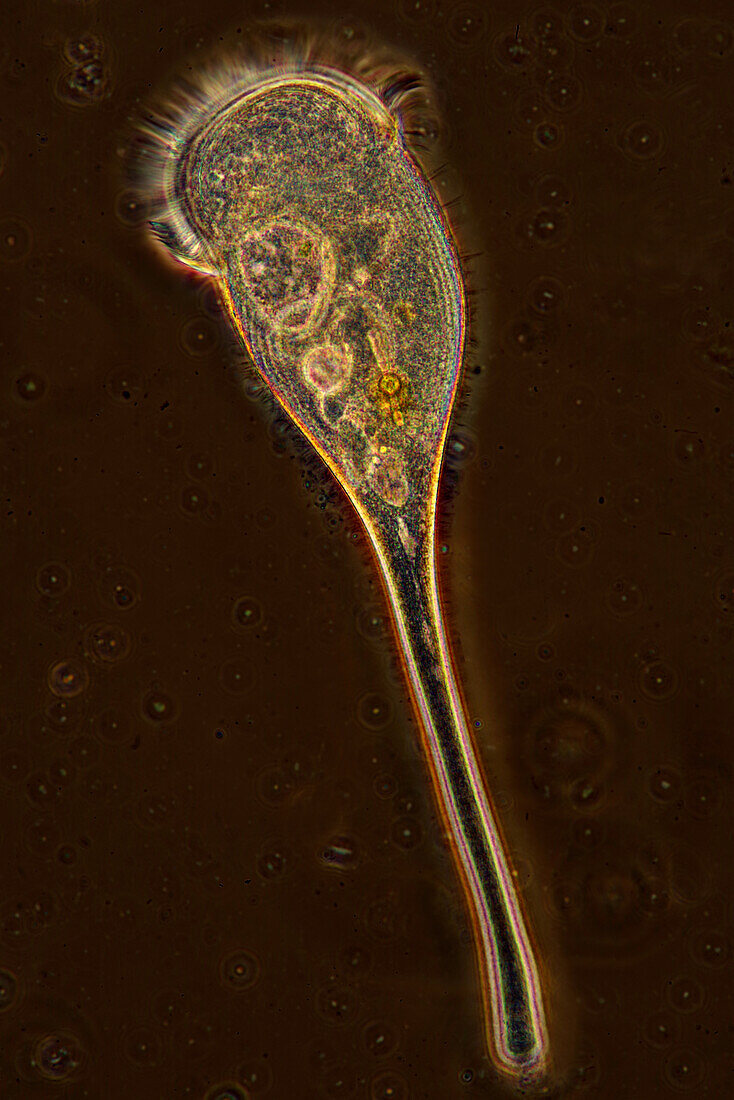 Stentor sp. ciliate, light micrograph