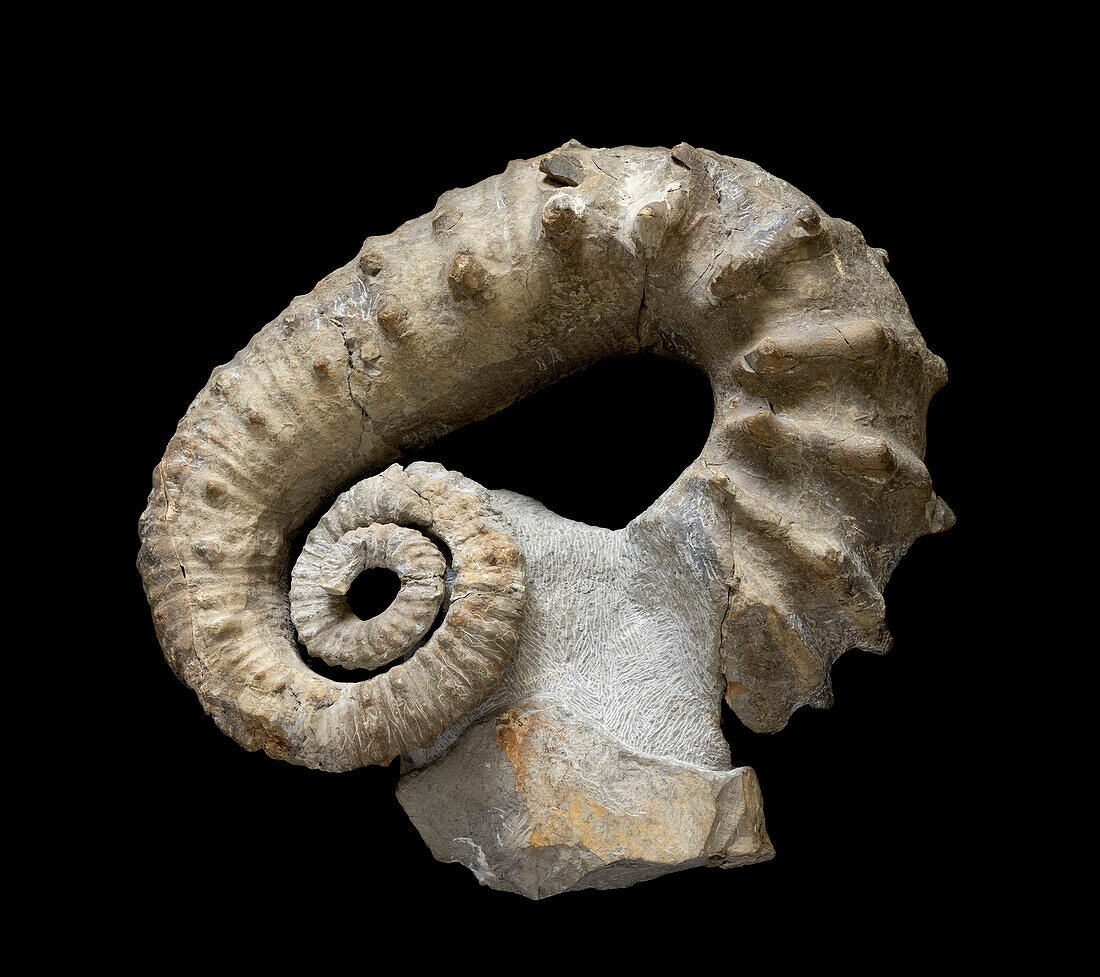 Kutatissites sp. fossil