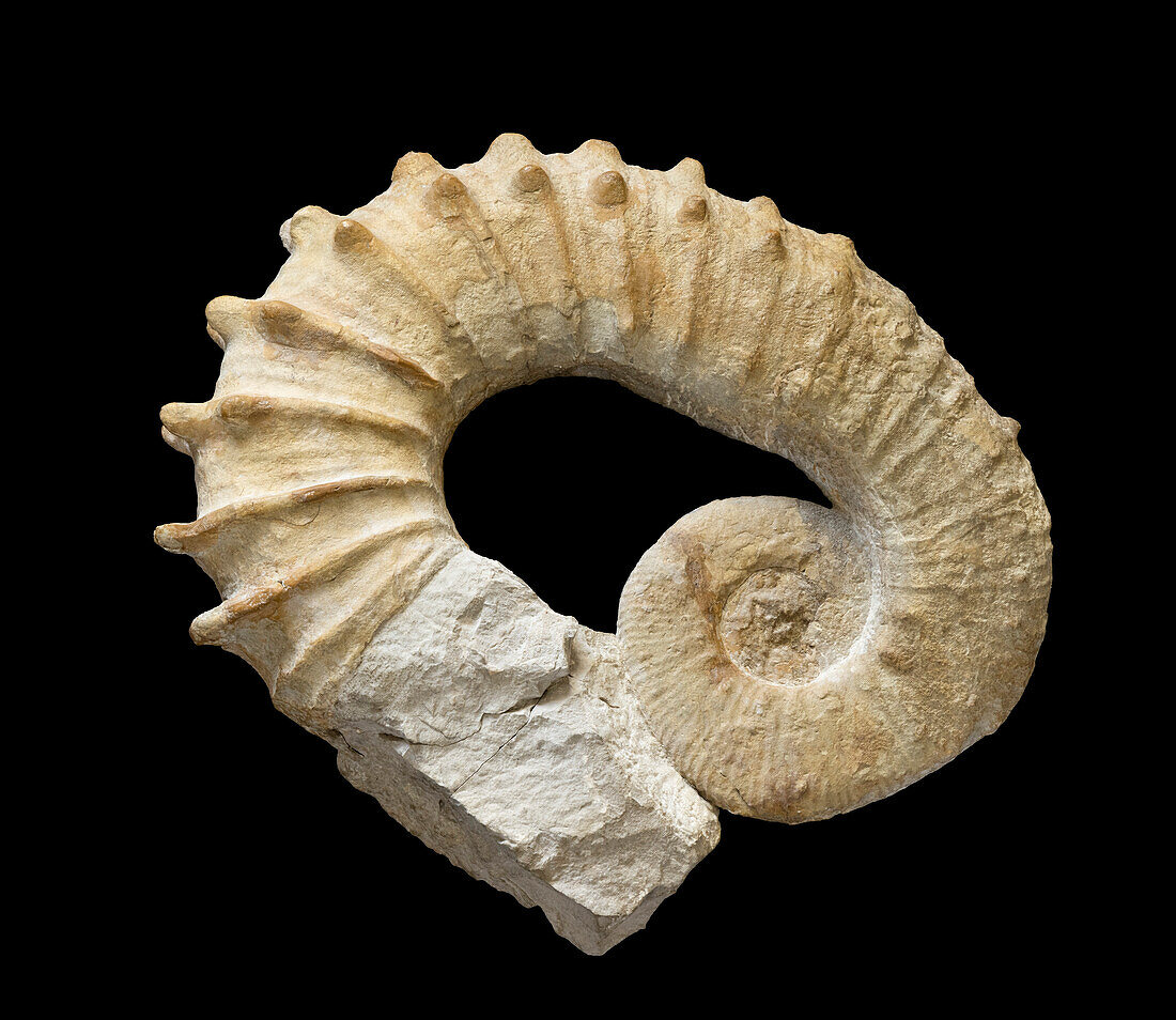 Pseudocrioceras fasciculare ammonite fossil