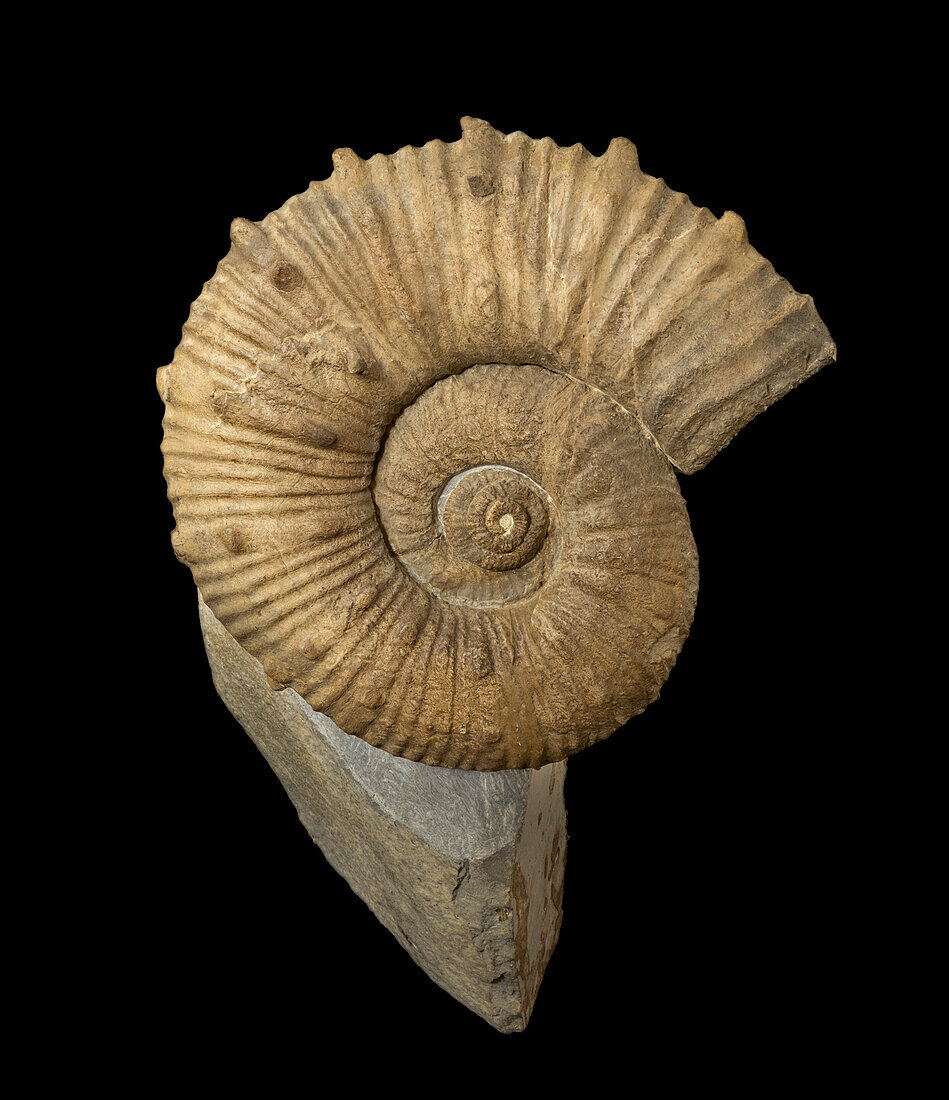 Kutatisites sp. ammonite fossil