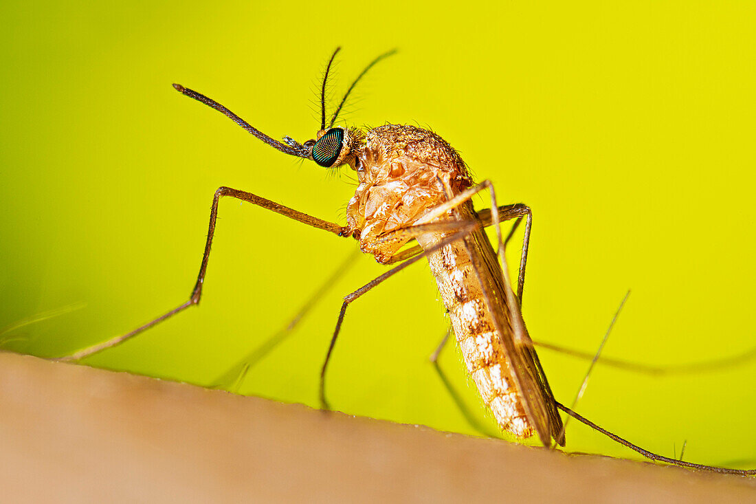 Culex quinquefasciatus mosquito