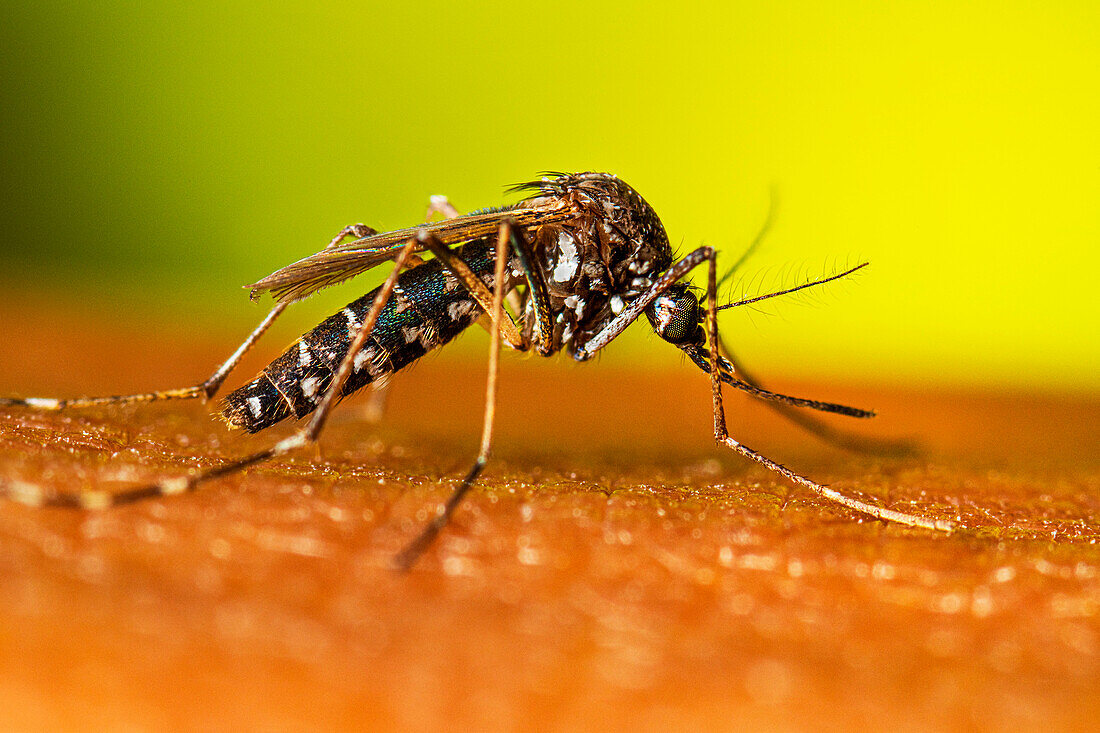 Adult female Aedes albopictus mosquito resting