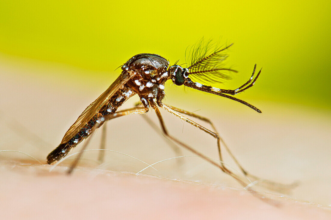 Adult male Aedes aegypti resting