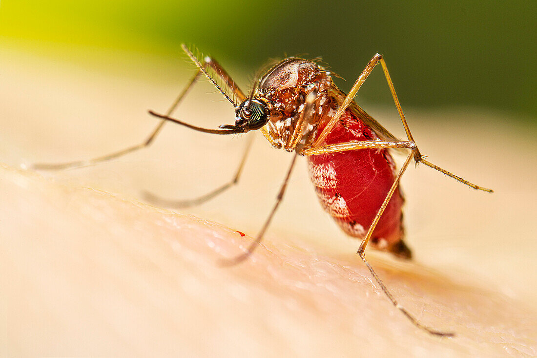 Aedes aegypti mosquito after a blood meal