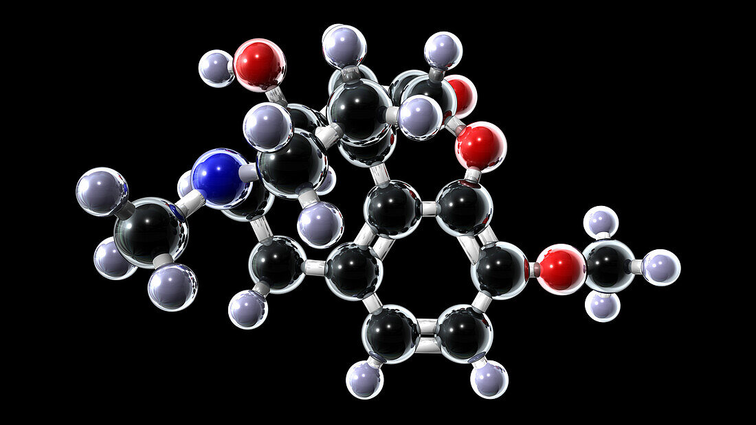Oxycodone opioid drug, molecular model