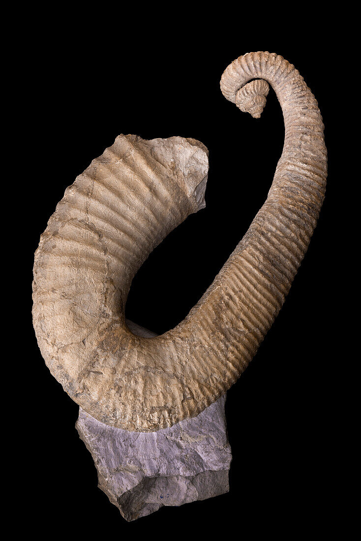 Heteroceras emerici ammonite fossil