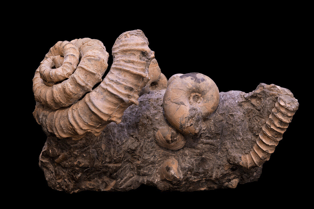 Muramotoceras yezoense ammonite fossil