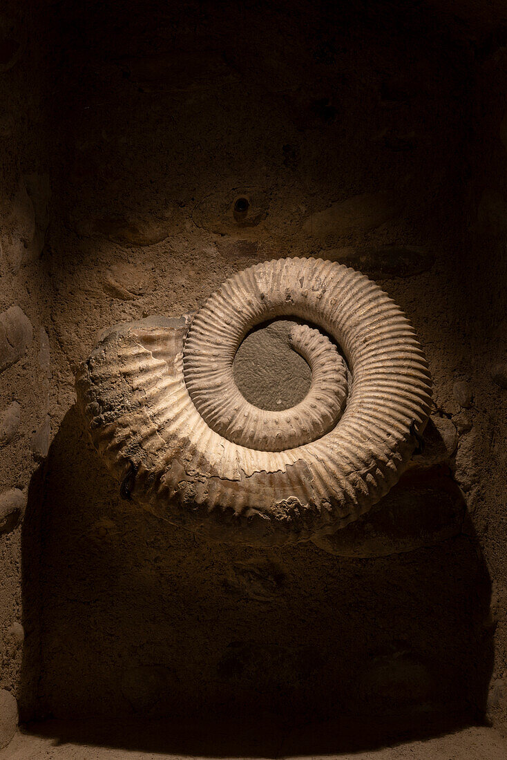 Ammonitoceras sp. ammonite fossil