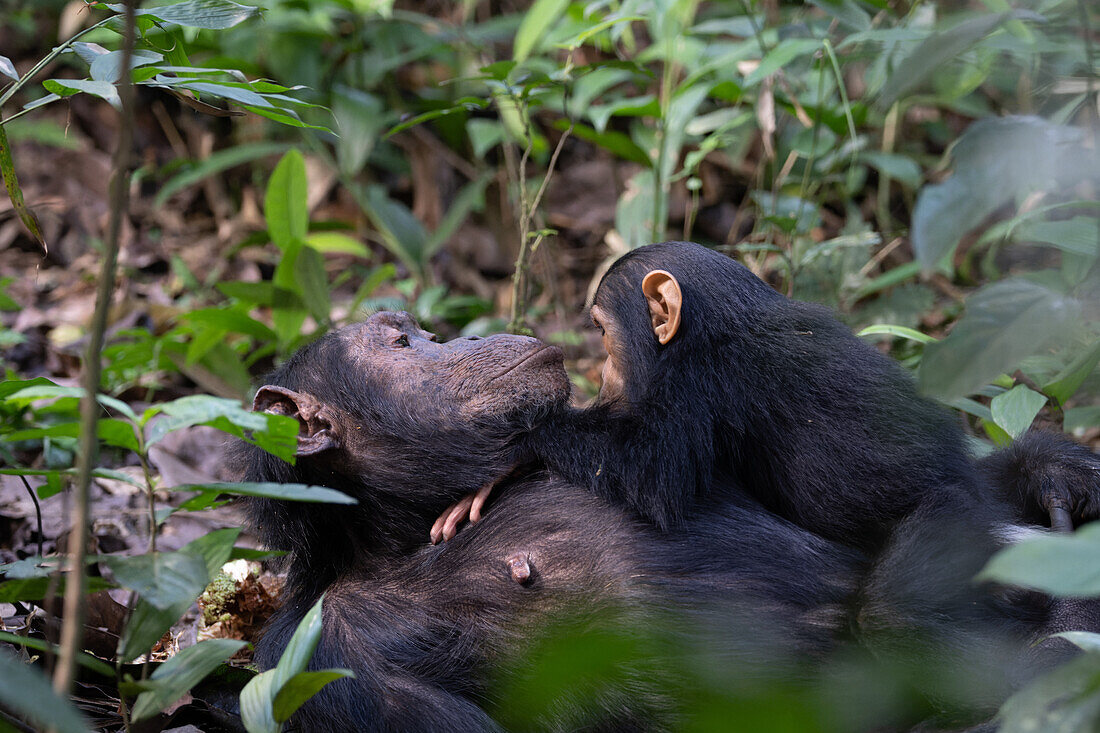 Eastern chimpanzee female with baby