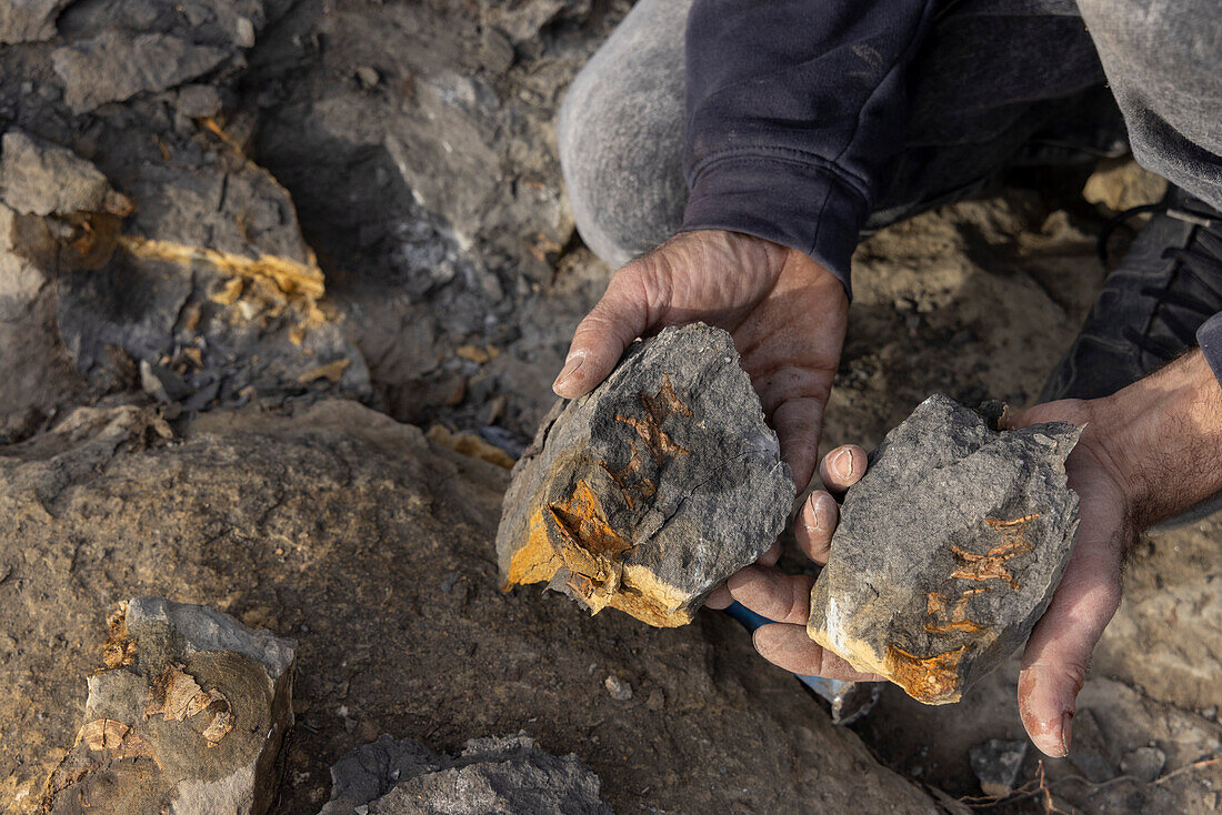 Palaeontologist holding fossilized shark vertebral column