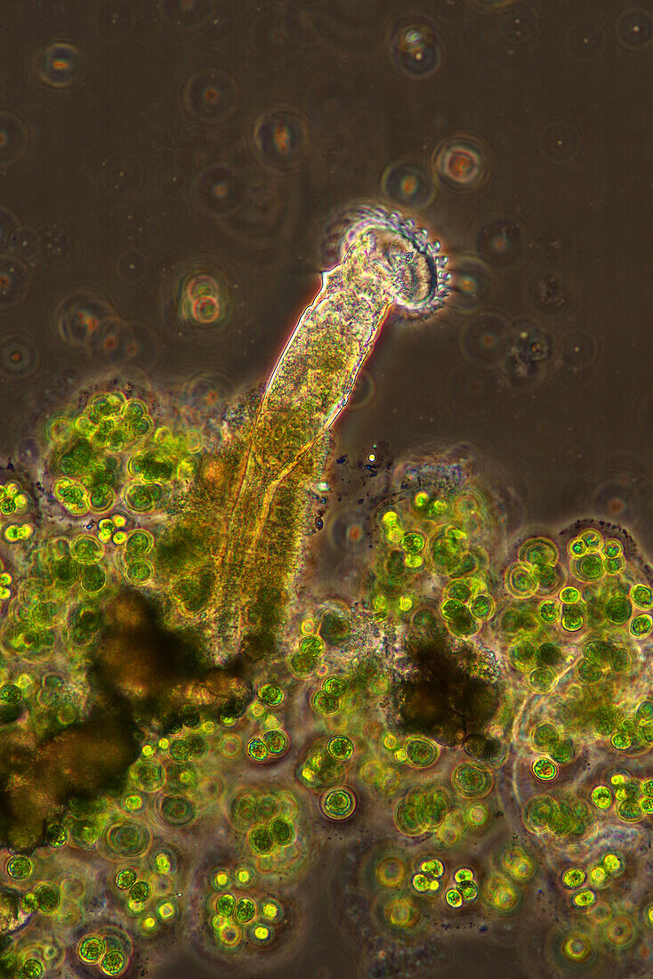 Rotifer and green algae, light micrograph