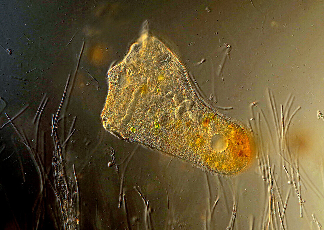 Stentor sp. ciliate, light micrograph
