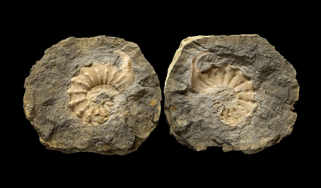 Mortoniceras rostratum ammonite