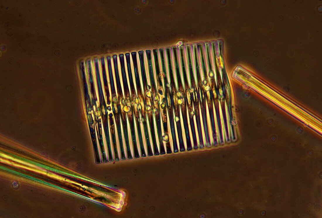 Diatoms, light micrograph