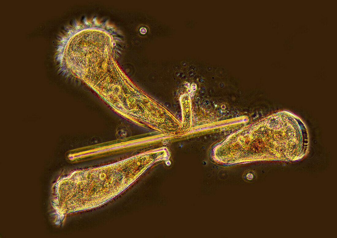Stentor sp. ciliates, light micrograph