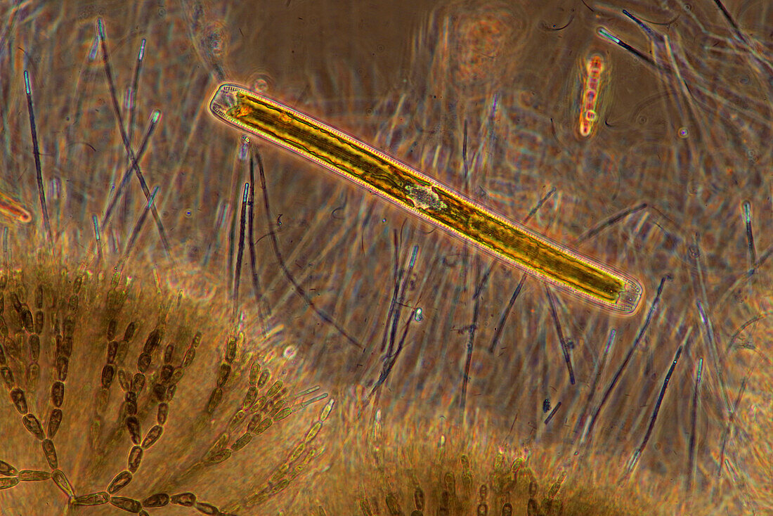 Nitzschia sp. diatom and red algae, light micrograph