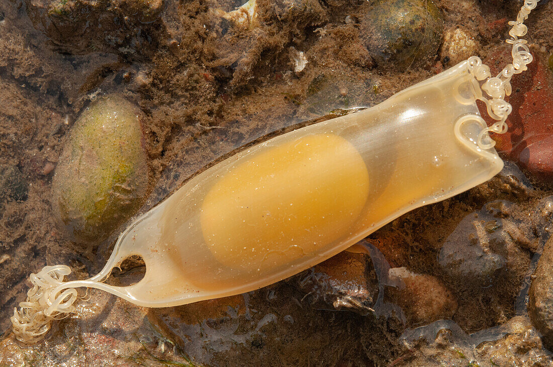 Small spotted catshark embryo