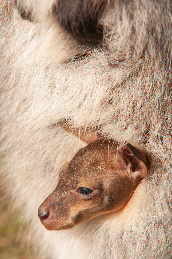 Red-necked wallaby and joey in pouch