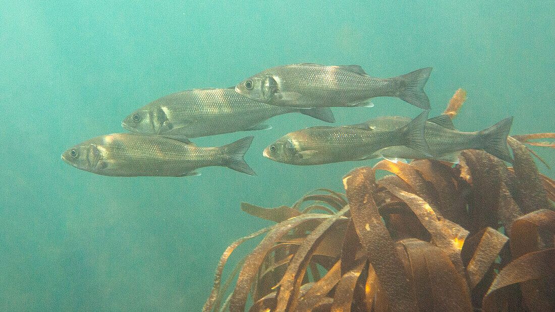 School of European seabass