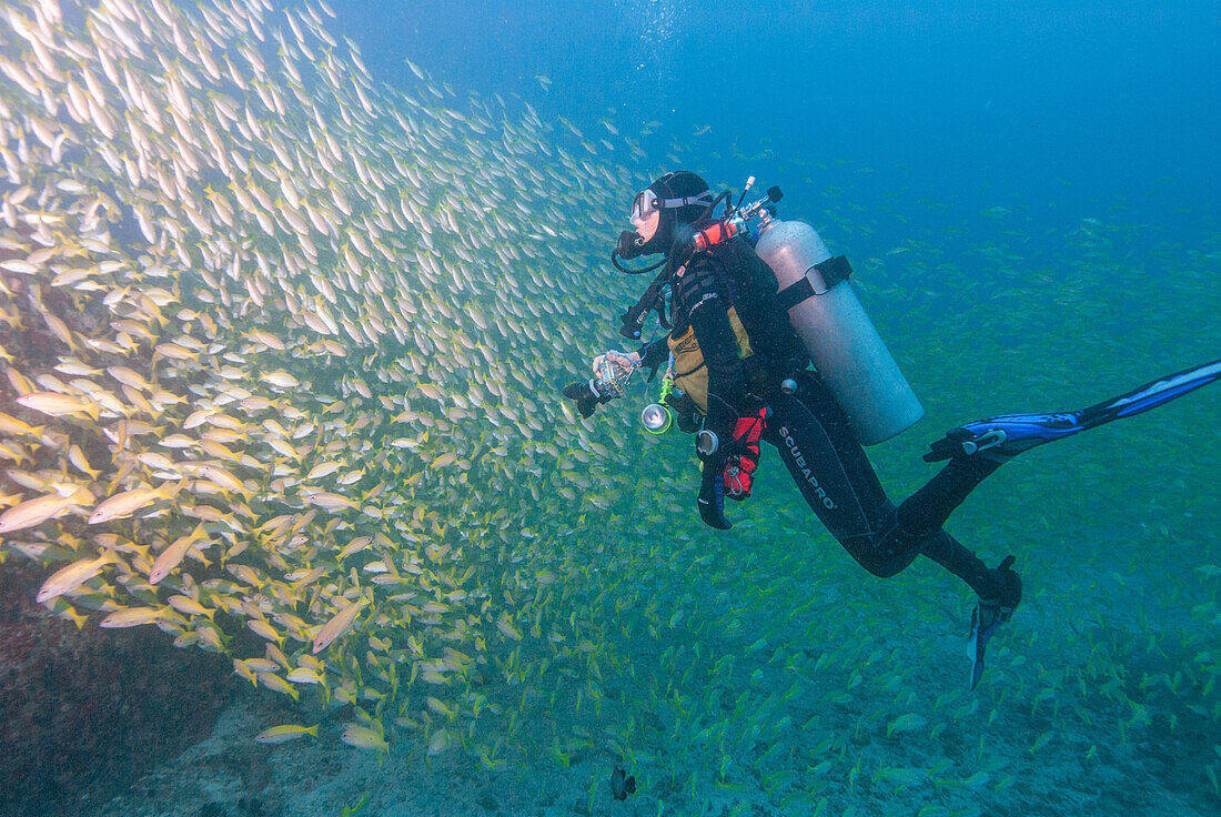 Scuba diver photographing a shoal of bluestripe snappers