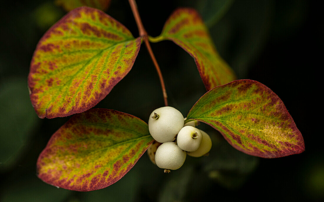 Common snowberry foliage
