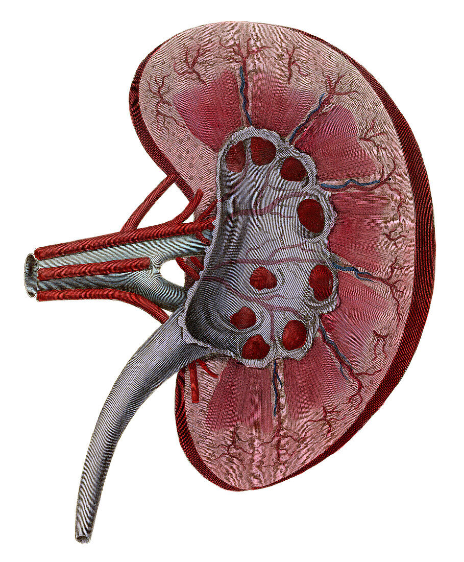Kidney, illustration