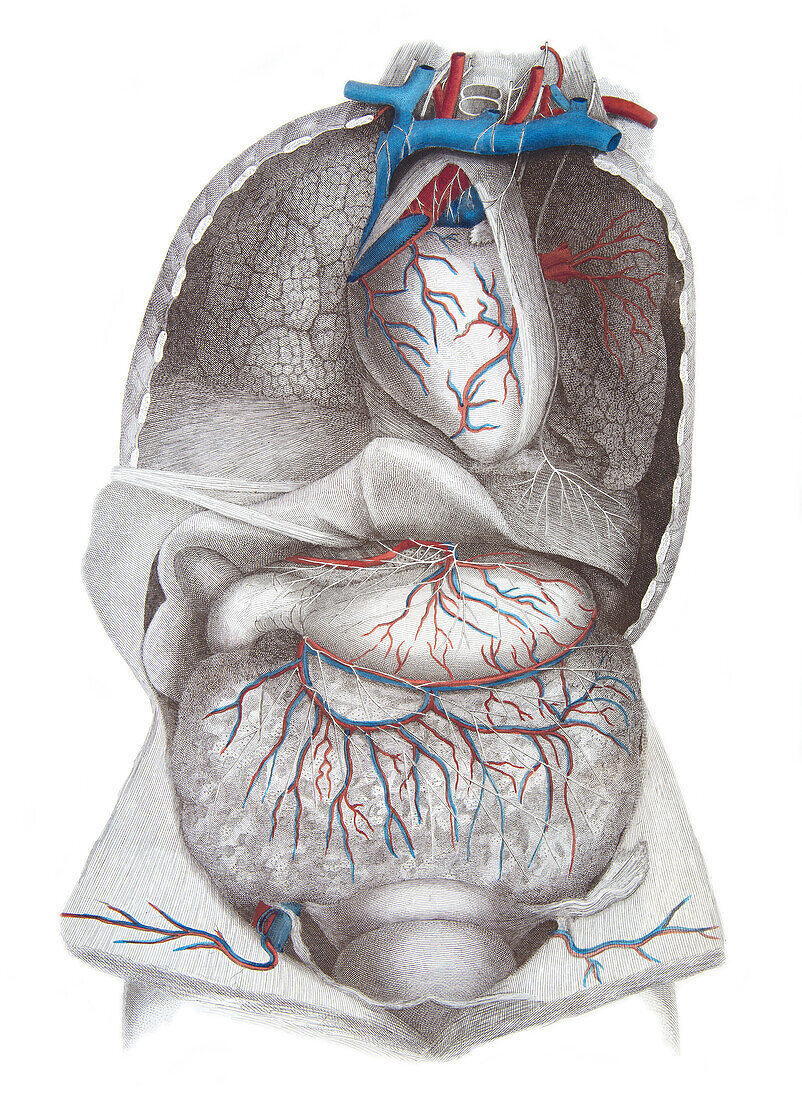 Thorax and abdomen, illustration