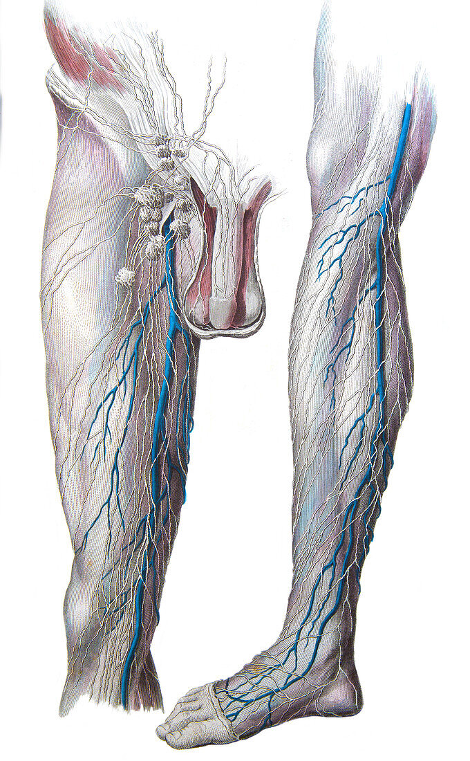 Lymphatics and veins of the leg, illustration