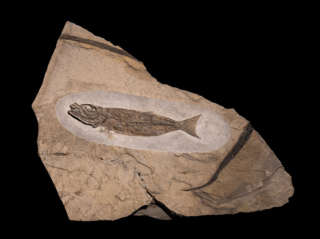 Fish fossil