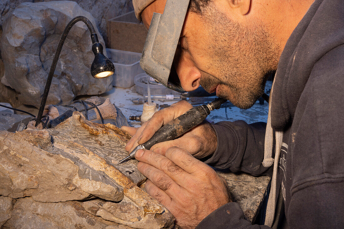 Palaeontologist preparing fossils