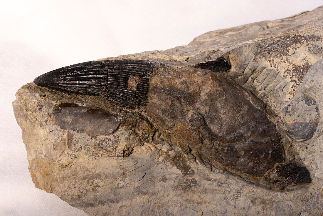 Pliosaur tooth fossil